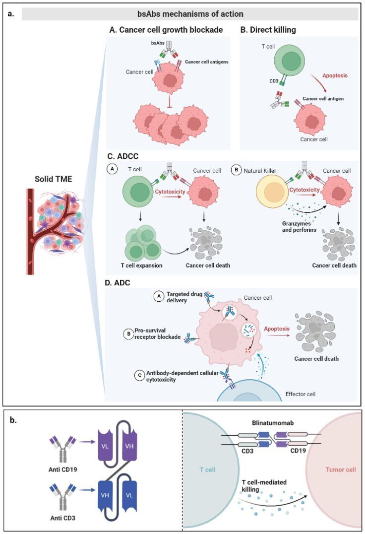 Enhancing T-cell Engagement in Solid Tumors with Bispecific Antibodies